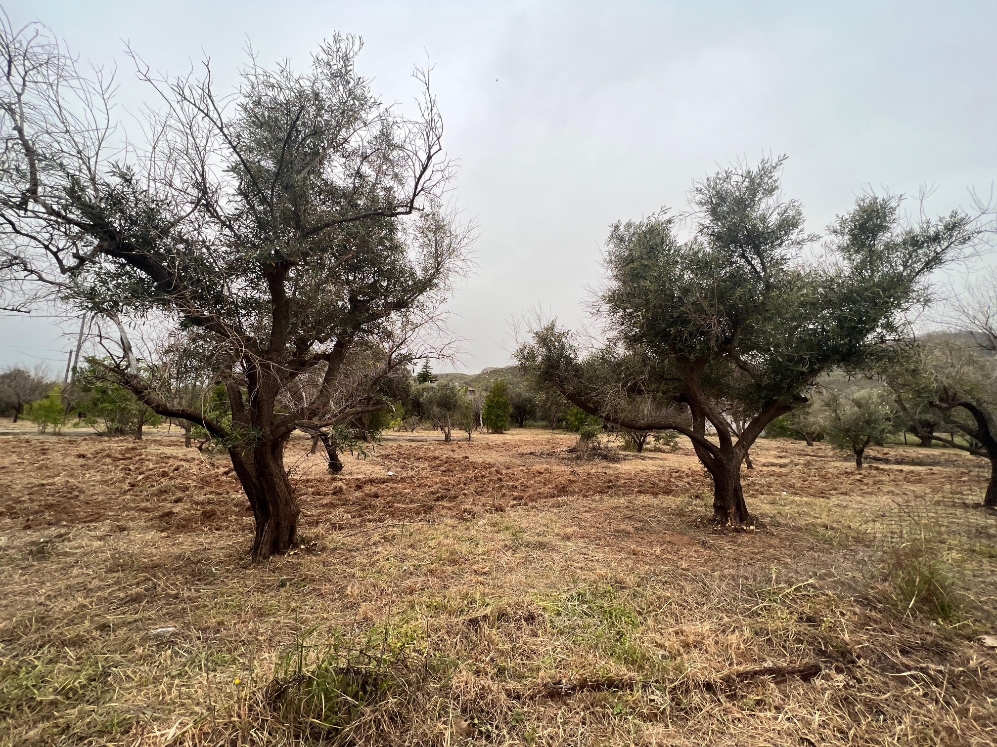 Πριν τον καθαρισμό