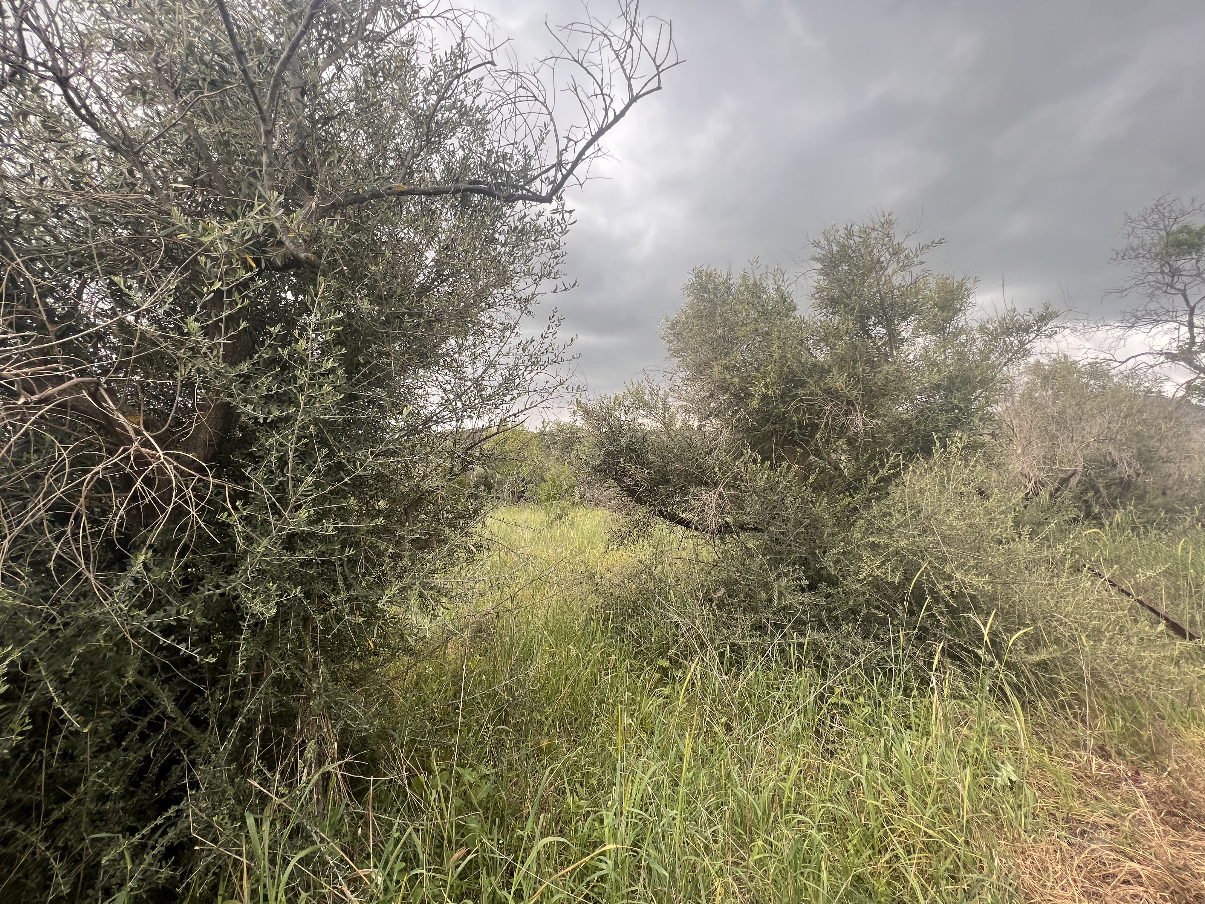 Πριν τον καθαρισμό